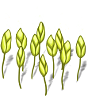 wheat-plant-growing.png