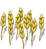 wheat-plant-young.png